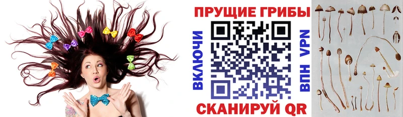 Галлюциногенные грибы прущие грибы  Ковдор 